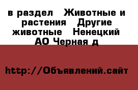  в раздел : Животные и растения » Другие животные . Ненецкий АО,Черная д.